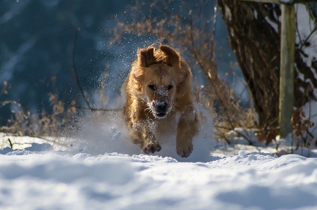 Foto Natura nevicare inverno giocare