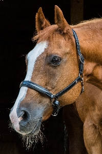 Animal horse brown rein Photo