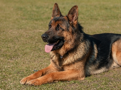 Photo Chien animal mammifère berger allemand
