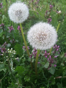 Plant meadow dandelion flower Photo