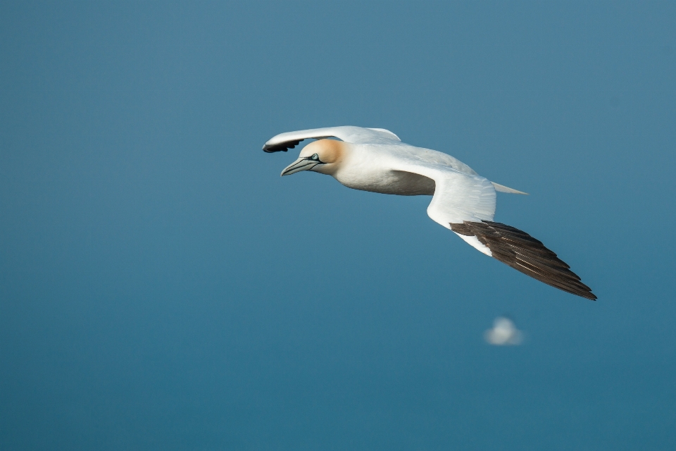 Sea nature bird wing