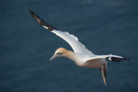 Sea nature bird wing Photo