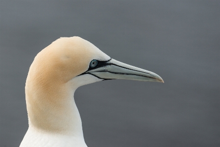 海 自然 鳥 羽 写真