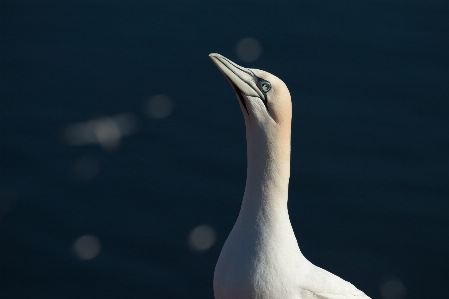 Sea nature bird wing Photo