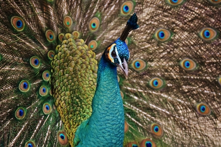 鳥 羽 車輪 動物 写真