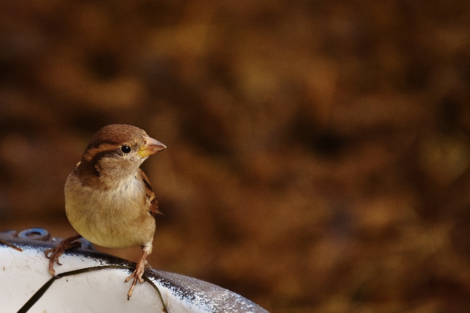 自然 ブランチ 鳥 羽