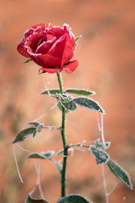 Natur blüte schnee kalt