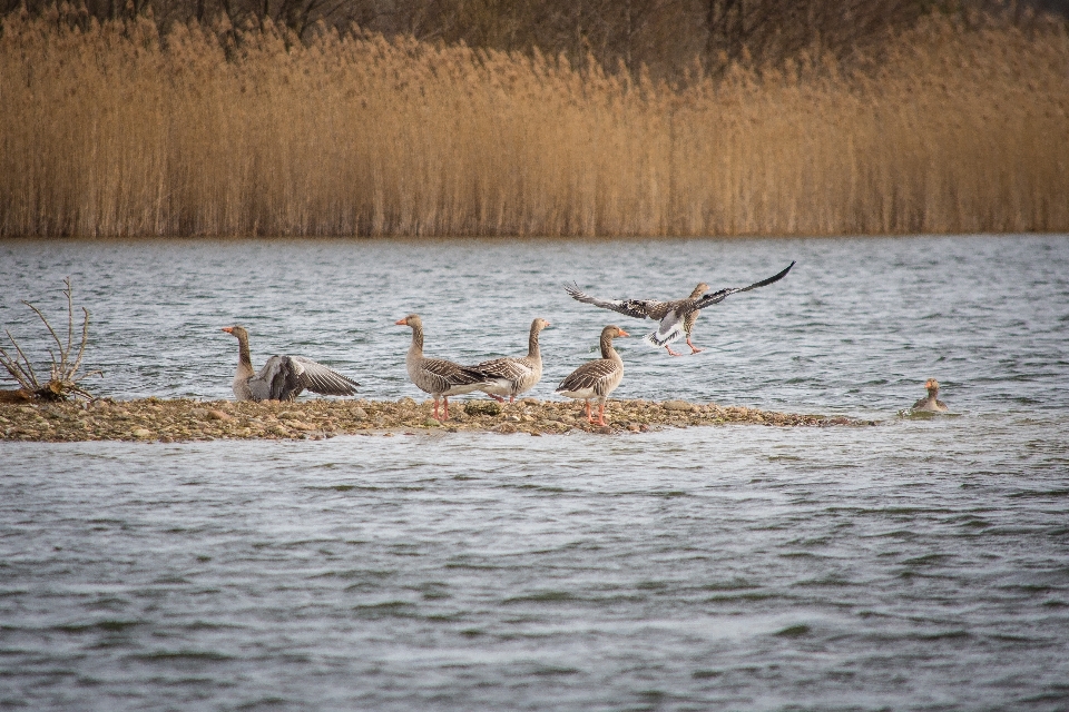 Paysage eau nature le marais
