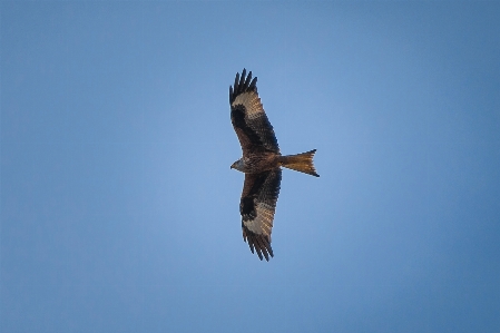 Nature bird wing sky Photo