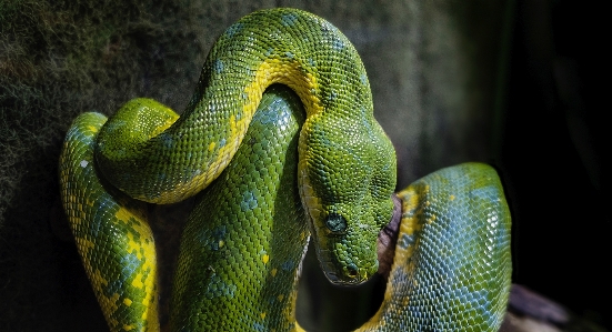 Yaban hayatı yeşil sürüngen ölçek Fotoğraf