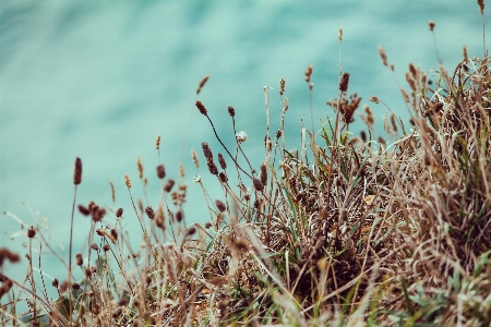 Foto Alam rumput tanaman halaman