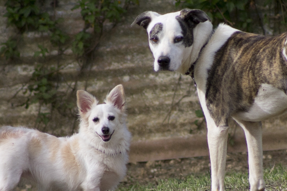 Blanc chien mammifère affronter