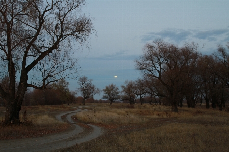 Landscape tree nature forest Photo