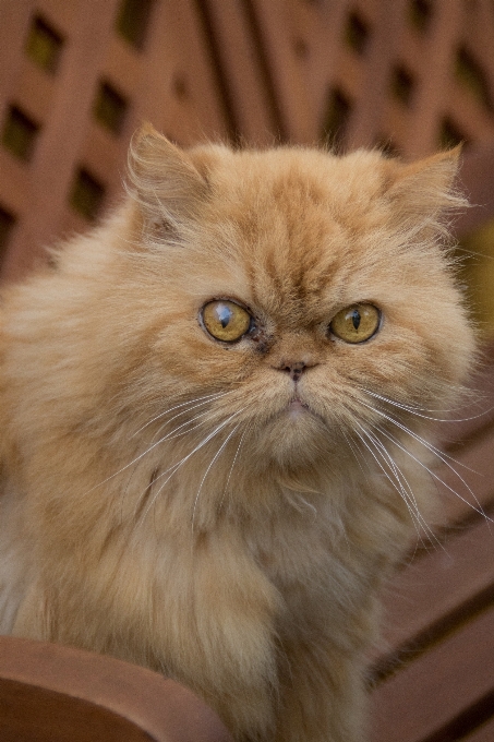 Katze säugetier fauna schnurrhaare
