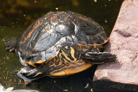 Foto Animali selvatici biologia tartaruga di mare
