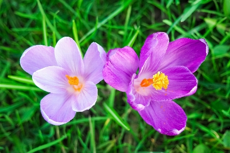 Nature grass blossom plant Photo