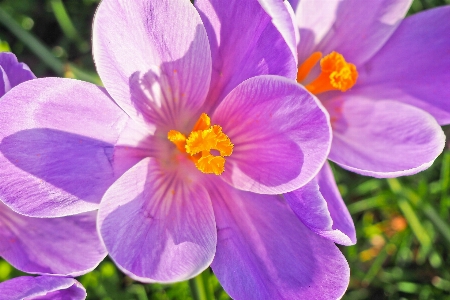 Nature grass blossom plant Photo