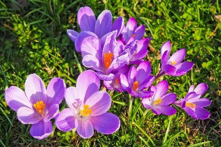 Nature grass blossom plant Photo