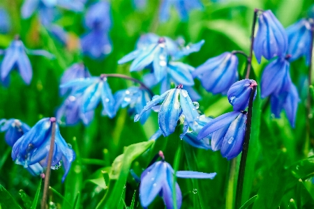 Nature grass blossom plant Photo