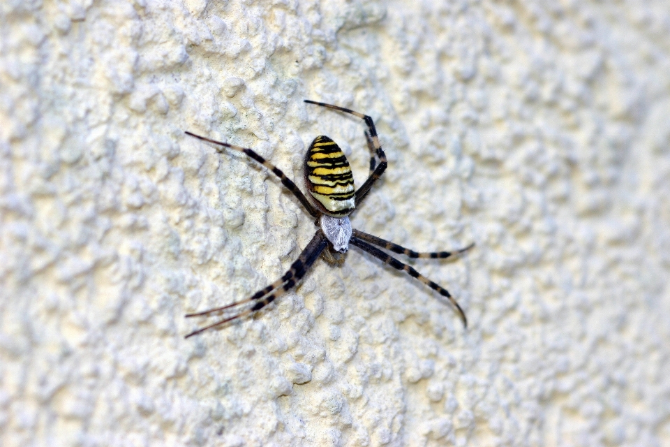 La photographie insecte fauna invertébré