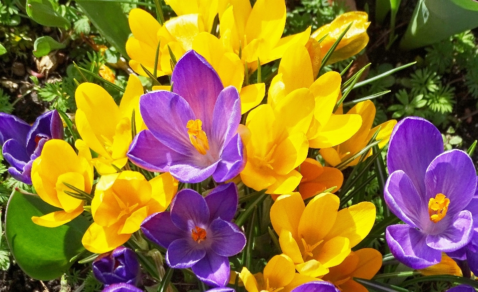 Nature plant flower purple