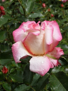 Nature blossom plant flower Photo