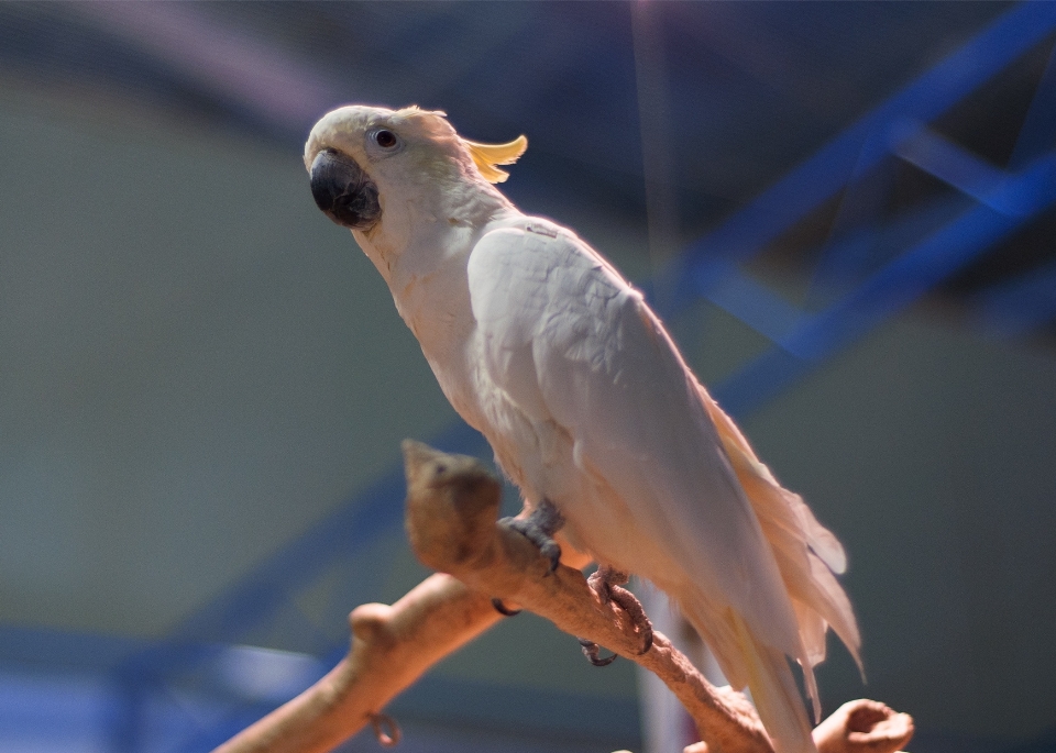 ブランチ 鳥 休暇 動物園