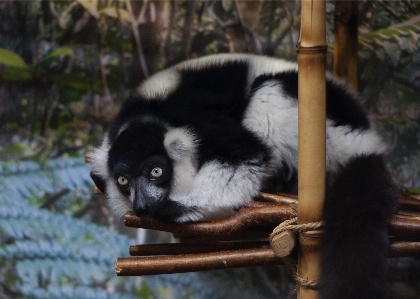 Foto Bianco e nero
 visualizzazione vacanza animali selvatici