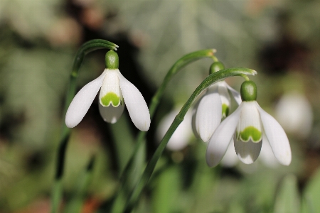 花 植物 白 朝 写真