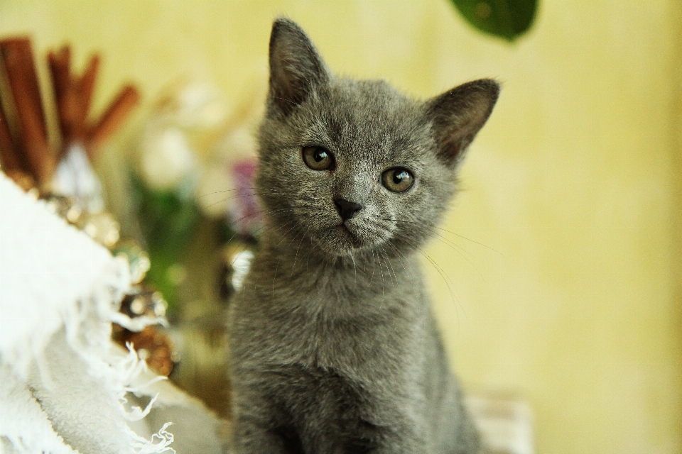 动物 小猫 猫 哺乳动物