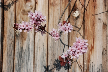 Branch blossom plant flower Photo