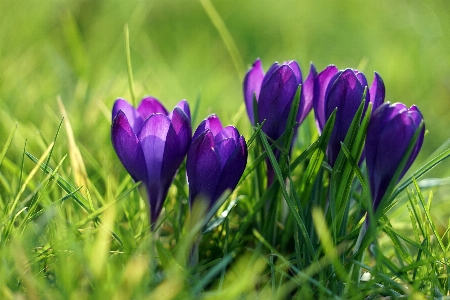 Nature grass plant field Photo