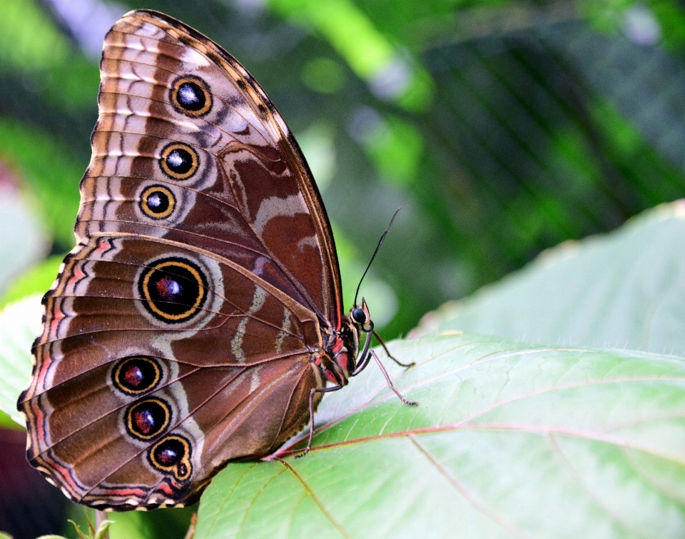 Nature wing photography leaf