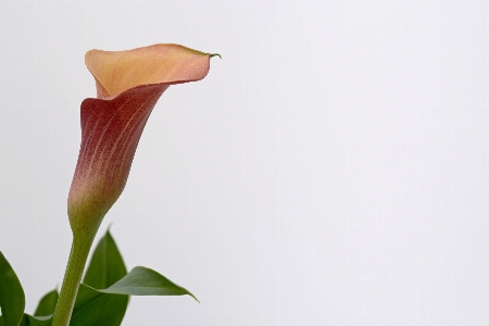 Hand natur blüte anlage Foto