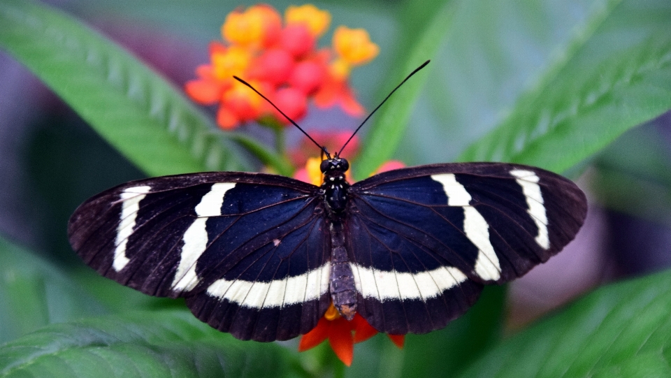 Nature wing white flower