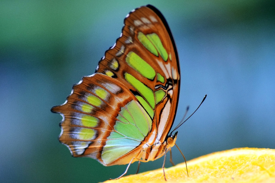 Natura skrzydło fotografia liść