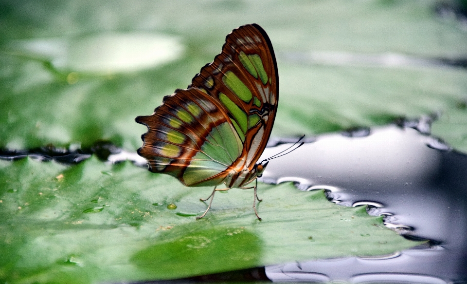 Woda natura skrzydło fotografia