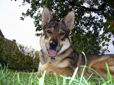 Hund säugetier luna
 wirbeltier
 Foto