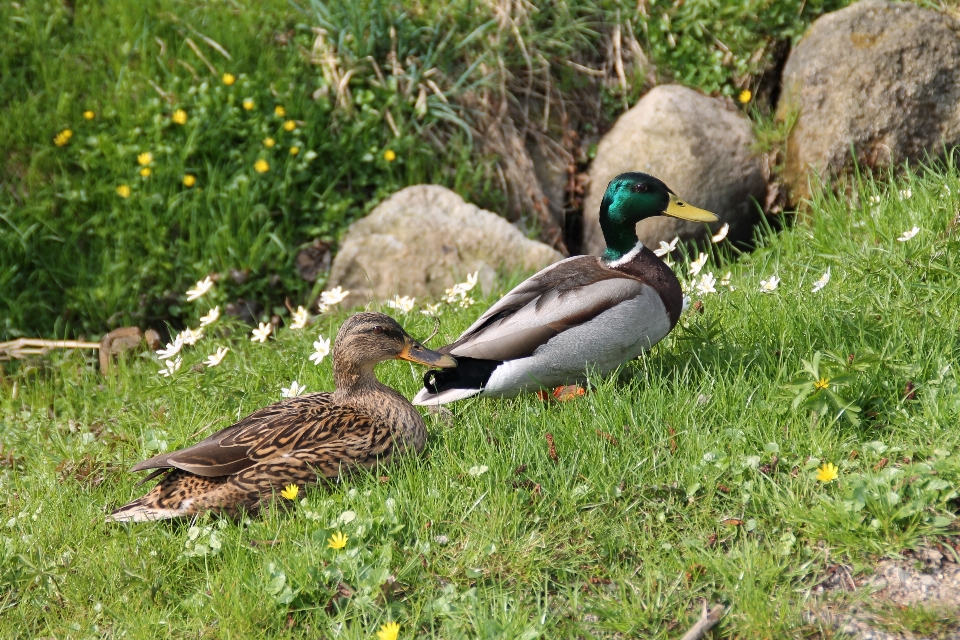 Nature grass bird meadow