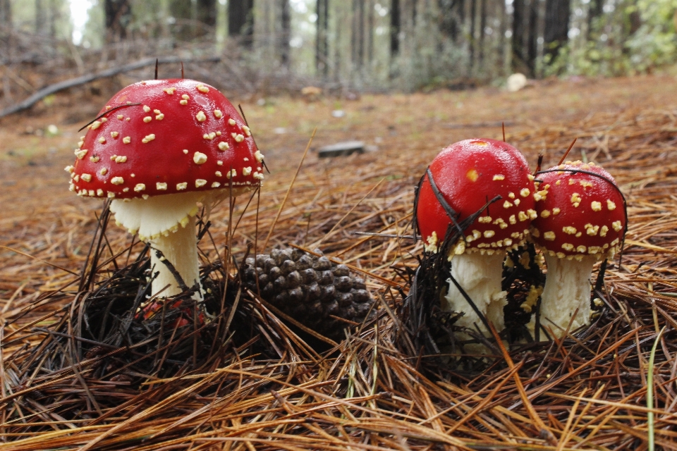 árvore natureza floresta ar livre