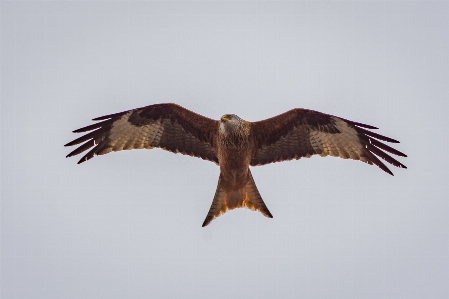 自然 鳥 羽 空 写真