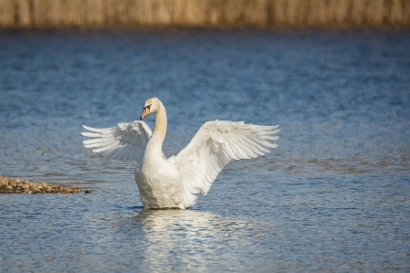 Foto Acqua natura uccello ala