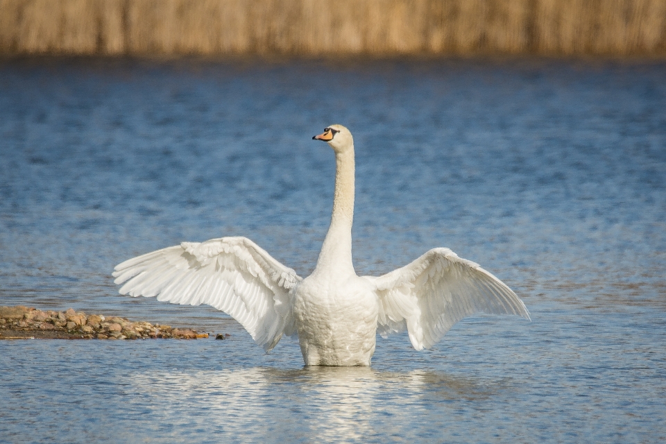 Acqua natura uccello ala