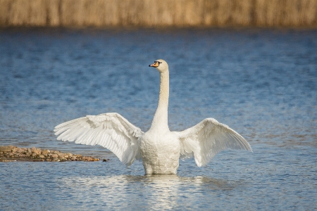 Foto Acqua natura uccello ala