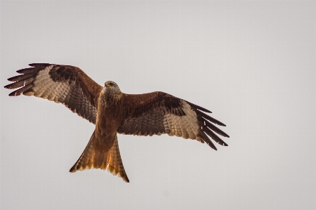 自然 鳥 羽 空 写真