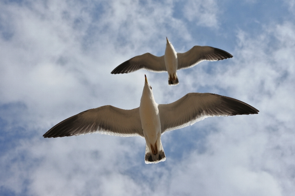 Oiseau aile nuage ciel