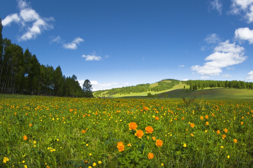 Paesaggio natura erba orizzonte