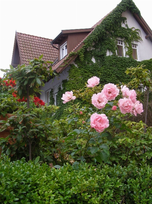 Anlage rasen blume atmosphäre