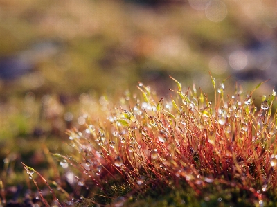 Tree water nature grass Photo