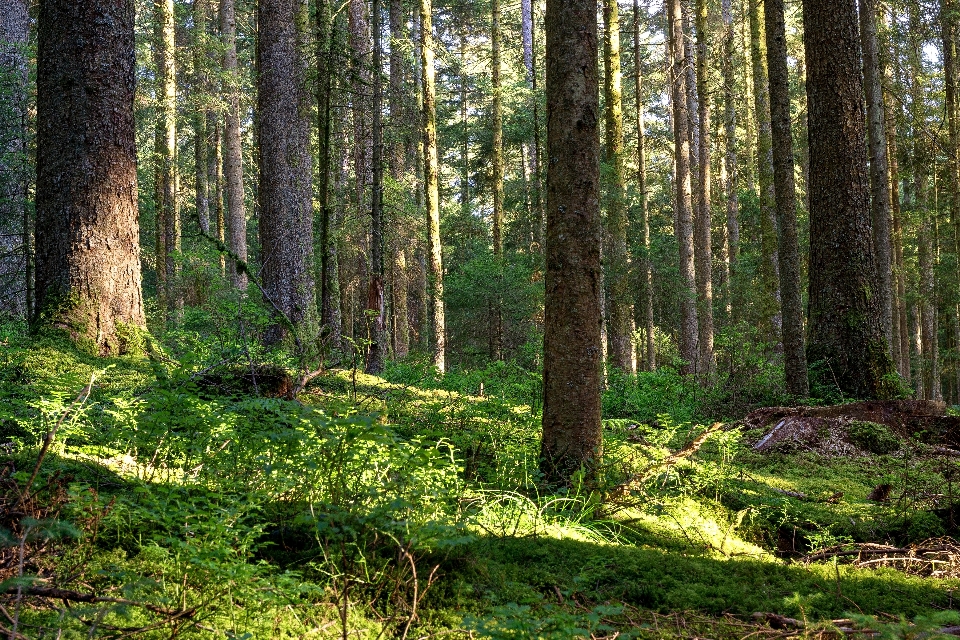 Landscape tree nature forest